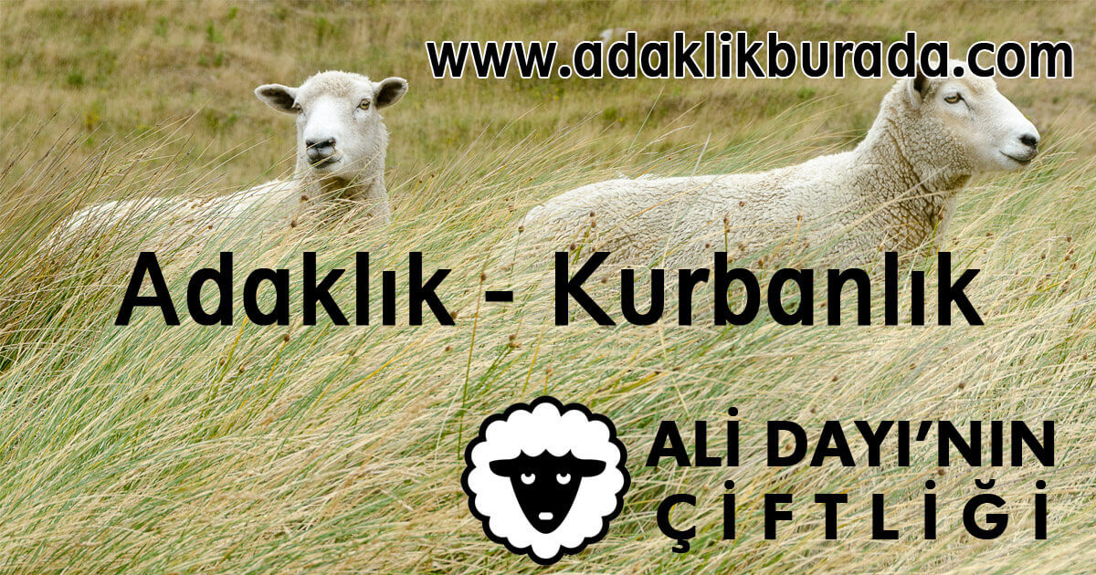 Mudanya bölgesinde uygun fiyatlarla adaklık ve kurbanlık hayvanlar islami usüllere uygun kesim ile çiftliğimizde ücretsiz kesim ve Bursa geneline ücretsiz teslimat.